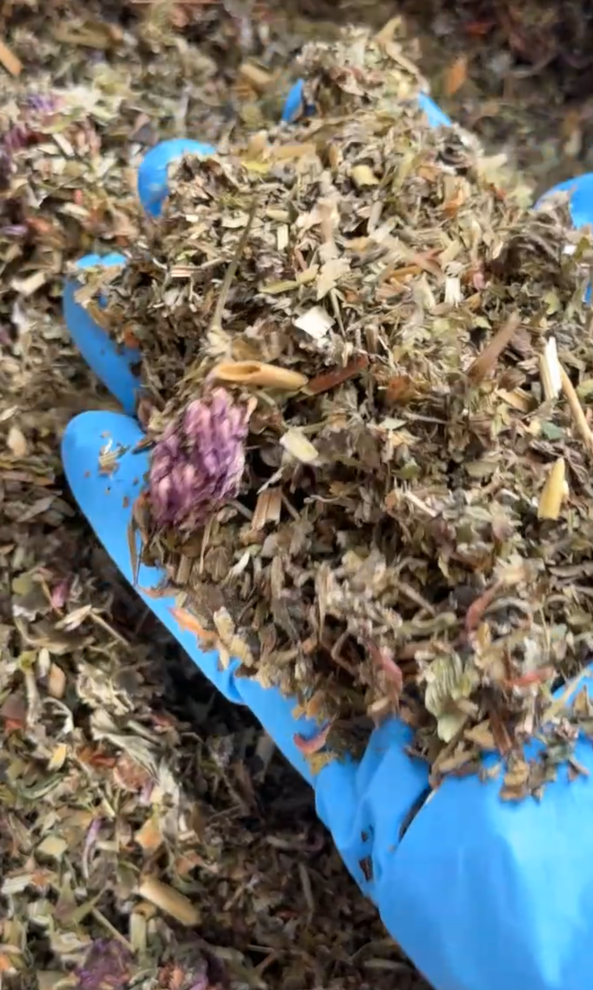 Womban Well Tea Blend – Hormonal & Womb Support with Raspberry Leaf, Nettle, & Red Clover